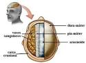 A <b>meningite</b> é uma doença que
