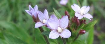 Attēlu rezultāti vaicājumam “Epilobium roseum flower”