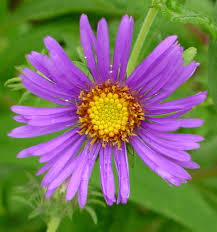 Image result for Aster novi-belgii