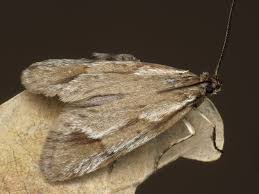 Attēlu rezultāti vaicājumam “Diurnea lipsiella”