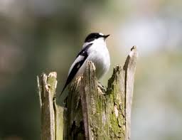 Image result for Ficedula albicollis