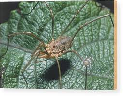 Attēlu rezultāti vaicājumam “Opiliones”