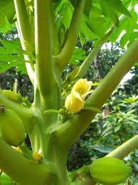 Image result for Carica papaya