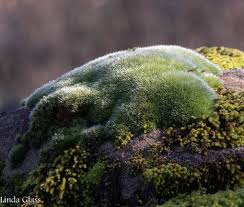 Attēlu rezultāti vaicājumam “Grimmia pulvinata sporophyte”