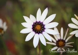 Image result for Dimorphotheca pluvialis