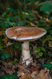 Attēlu rezultāti vaicājumam “Cortinarius praestans”