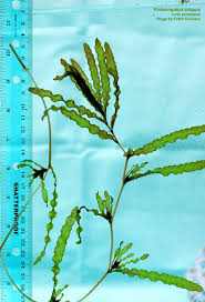 Attēlu rezultāti vaicājumam “Potamogeton compressus leaf”