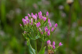 Attēlu rezultāti vaicājumam “Centaurium erythraea bud”