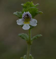 Attēlu rezultāti vaicājumam “Euphrasia”