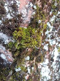 Attēlu rezultāti vaicājumam “Cynodontium strumiferum”