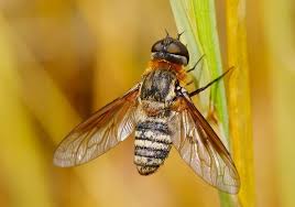 Attēlu rezultāti vaicājumam “Exoprosopa capucina”