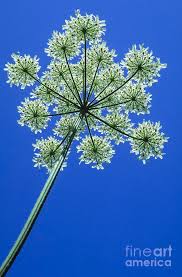 Image result for Heracleum sphondylium