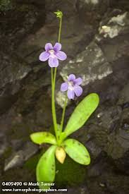 Attēlu rezultāti vaicājumam “Pinguicula vulgaris”