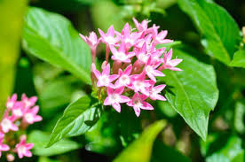 Attēlu rezultāti vaicājumam “Rubiaceae”