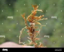 Attēlu rezultāti vaicājumam “Tomentypnum nitens”