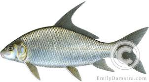 Image result for Carpiodes cyprinus