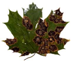 Attēlu rezultāti vaicājumam “Rhytisma acerinum”