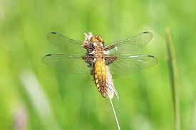 Attēlu rezultāti vaicājumam “Libellula depressa female”