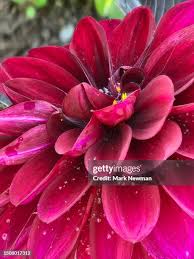 Image result for Dahlia x pinnata `Redskin`