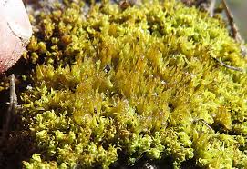 Attēlu rezultāti vaicājumam “Tortella inclinata”