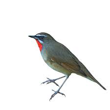 Image result for Luscinia sibilans