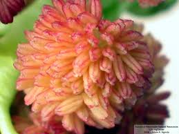 Attēlu rezultāti vaicājumam “Populus x petrowskyana flower”