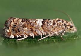 Attēlu rezultāti vaicājumam “Epiblema grandaevana”