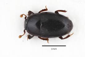 Attēlu rezultāti vaicājumam “Histeridae”