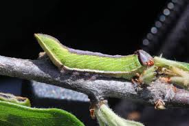 Attēlu rezultāti vaicājumam “Notodontidae”