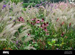 Attēlu rezultāti vaicājumam “Calamagrostis purpurea flower”