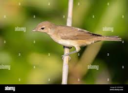 Attēlu rezultāti vaicājumam “Sylvia borin”