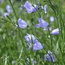 Attēlu rezultāti vaicājumam “Campanula rotundifolia”