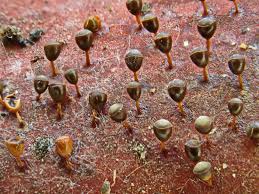 Attēlu rezultāti vaicājumam “Craterium minutum macro”