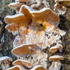 Attēlu rezultāti vaicājumam “Steccherinum bourdotii”