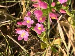 Attēlu rezultāti vaicājumam “Centaurium erythraea”