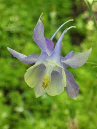 Image result for Aquilegia caerulea