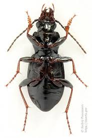 Attēlu rezultāti vaicājumam “Pterostichus oblongopunctatus”