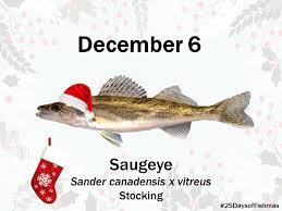 Image result for Sander canadensis/vitreus