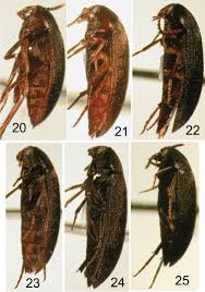 Attēlu rezultāti vaicājumam “Tetratomidae”