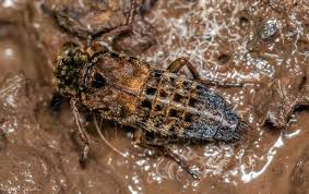 Attēlu rezultāti vaicājumam “Ontholestes murinus”