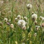 Attēlu rezultāti vaicājumam “Trifolium montanum fruit”