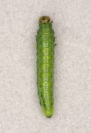 Attēlu rezultāti vaicājumam “Nematus ribesii larva”