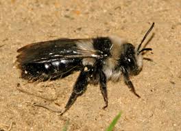 Attēlu rezultāti vaicājumam “Andrena”