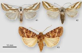 Attēlu rezultāti vaicājumam “Noctuidae”