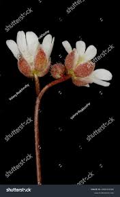 Attēlu rezultāti vaicājumam “Erophila verna flower”