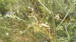 Attēlu rezultāti vaicājumam “Medicago x varia  flower”