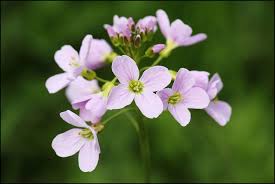 Attēlu rezultāti vaicājumam “Cardamine pratensis”