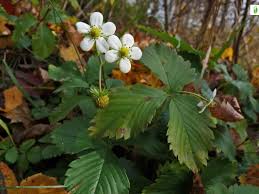 Attēlu rezultāti vaicājumam “Fragaria vesca flower”