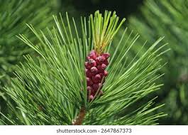 Attēlu rezultāti vaicājumam “Pinus sibirica”