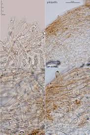 Attēlu rezultāti vaicājumam “Arrhenia spatulata”